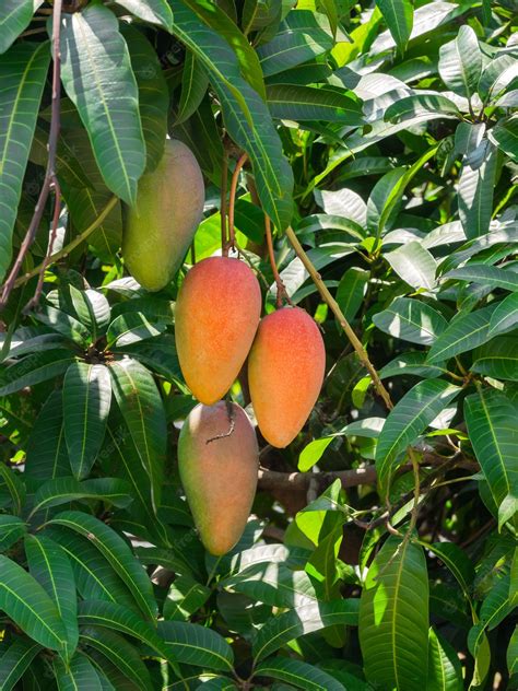 asialink mango branch